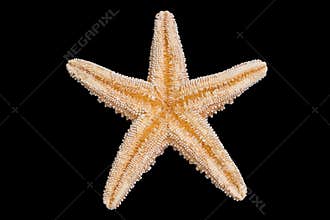 Starfish Bottom