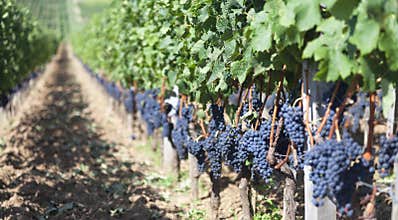 Vineyards in France