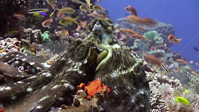 Beautiful octopus hunt for food on the sea reef.