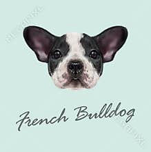 French Bulldog Puppy