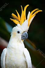 Citron-Crested Cockatoo