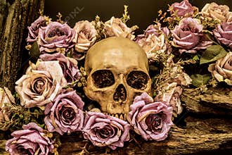 Still life human skull with roses background