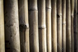 Bamboo fence