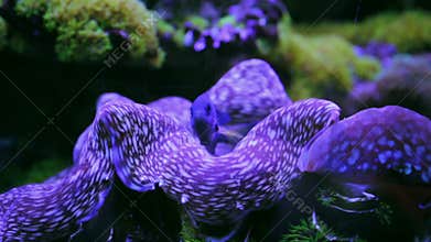 Beautiful underwater world with tropical fish