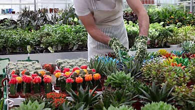 Young florist checking growing plants