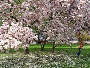 Girl under magnolia tree