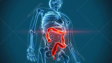 Colon stomach organs