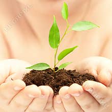 Young plant in hands of the person