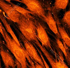 Real fluorescence microscopic view of human skin cells