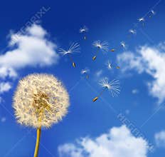 Dandelion seeds blowing in the wind