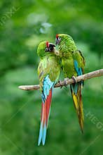 Pair of birds, green parrot Military Macaw, Ara militaris, Costa Rica