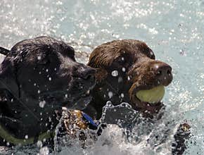 Two Labradors With Tennis Ball in Water