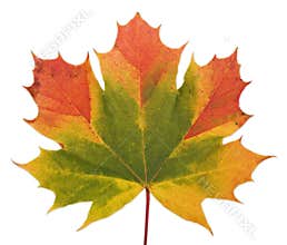 Maple leaf
