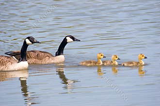 Canada Goose Family Swim
