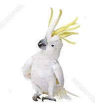 Sulphur-crested Cockatoo - Cacatua galerita