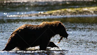 Alaska Brown Grizzly Bear Silhouette with Salmon