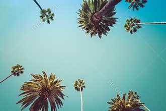 Redeo Los Angeles Palm Trees Vintage