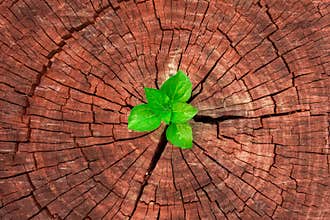 New development and renewal as a business concept of emerging leadership success