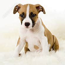 Sitting puppy