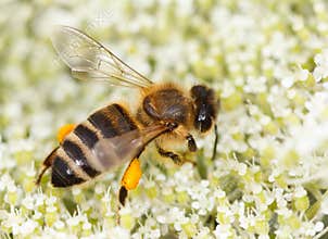 Bee (Apis mellifera) collects pollen