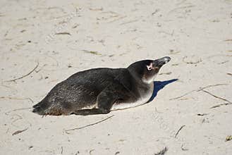A colony of African Penguins
