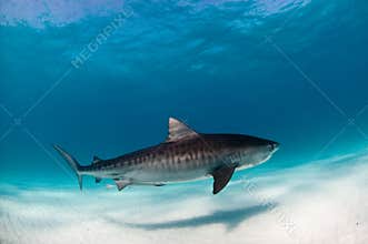 A tiger shark swimming peacefully in clear, blue water