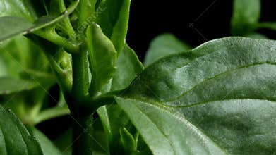 Thai Basil Time-Lapse