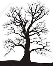 Tree Oak summer