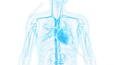 The beating heart
