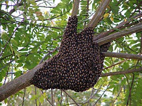 Bees