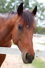 Portrait of Horse