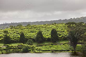 Tea plantation (Bois Cheri) in the foothills. Mauritius