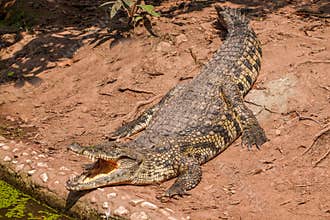 Chongqing crocodile center of the crocodile pool