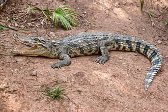 Chongqing crocodile center of the crocodile pool