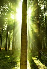 Forest Mist