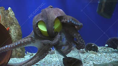 Clever octopus pulls fish out of bottle