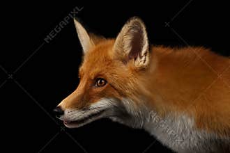 Closeup Portrait of Red Fox in Profile Isolated on black