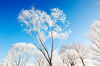 Jilin frost