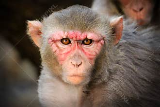 The Rhesus macaque