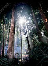Tropical forest path