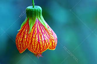 Bell Flower or red veined abutilon