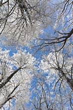 Frozen branches of trees in winter forest in Lithuania