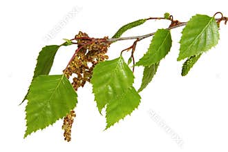Birch Tree Leaves
