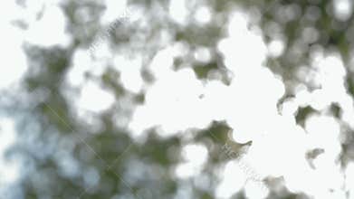 Pulling focus nature background blurred leaves