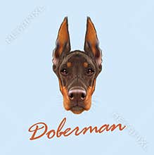 Doberman Pinscher dog