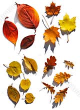 Collection of leafs