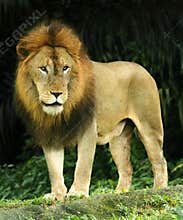 Lion King