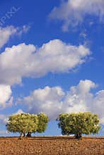 RURAL LANDSCAPE AUTUMN. Between Apulia and Basilicata:olive trees in the wind. -ITALY-Italy.