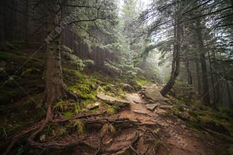 Misty forest after rain