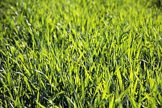 Young wheat in early spring